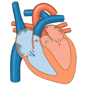 心脏瓣膜工作动画