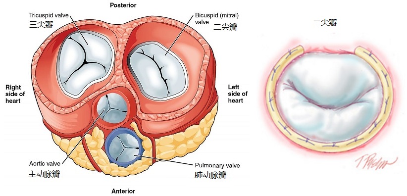 HeartValve_mitral_valvet.jpg 二尖瓣