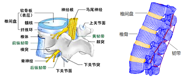 Lumbar_mesh.jpg 腰椎结构及有限元模型