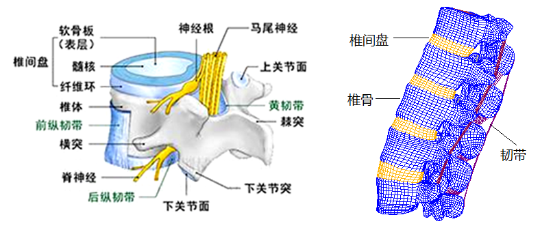 脊柱力学仿真 腰间盘突出 生物医疗仿真分析 天深科技